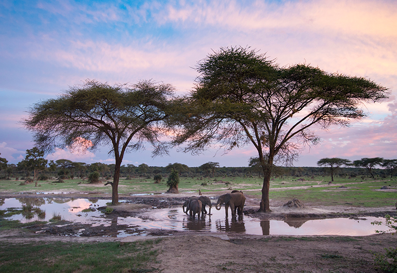 elephant sighting in Hwange National Park 