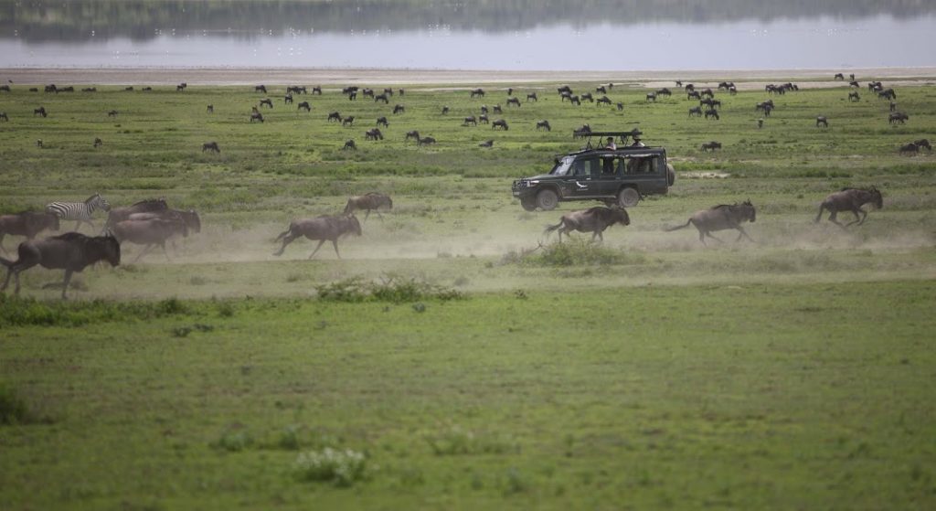 wildebeest migration and game drive vehicle