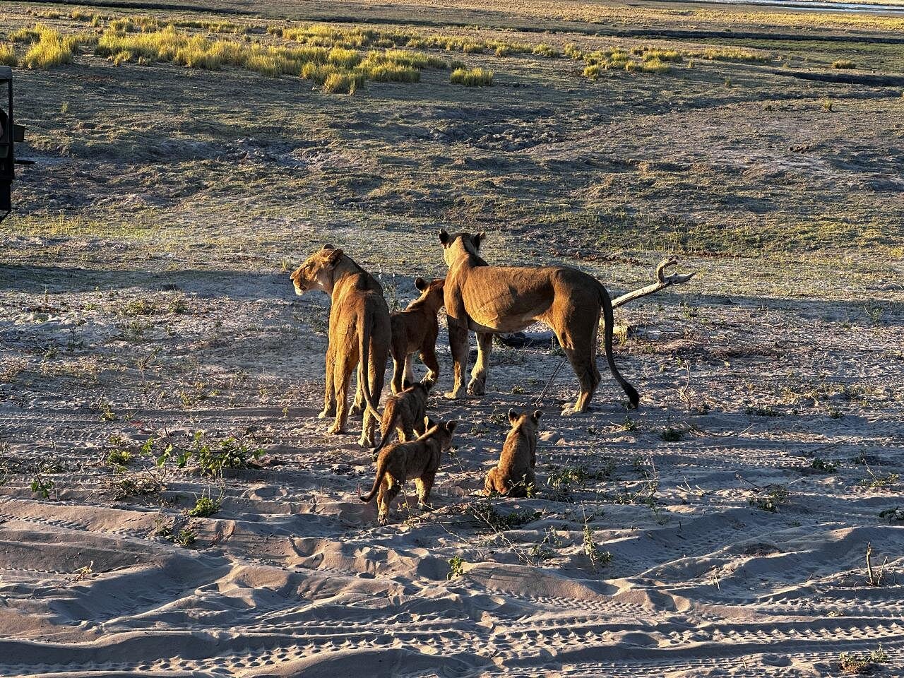 Great Kruger Park pics from our guest who stayed in Kruger Park, Victoria Falls & Chobe