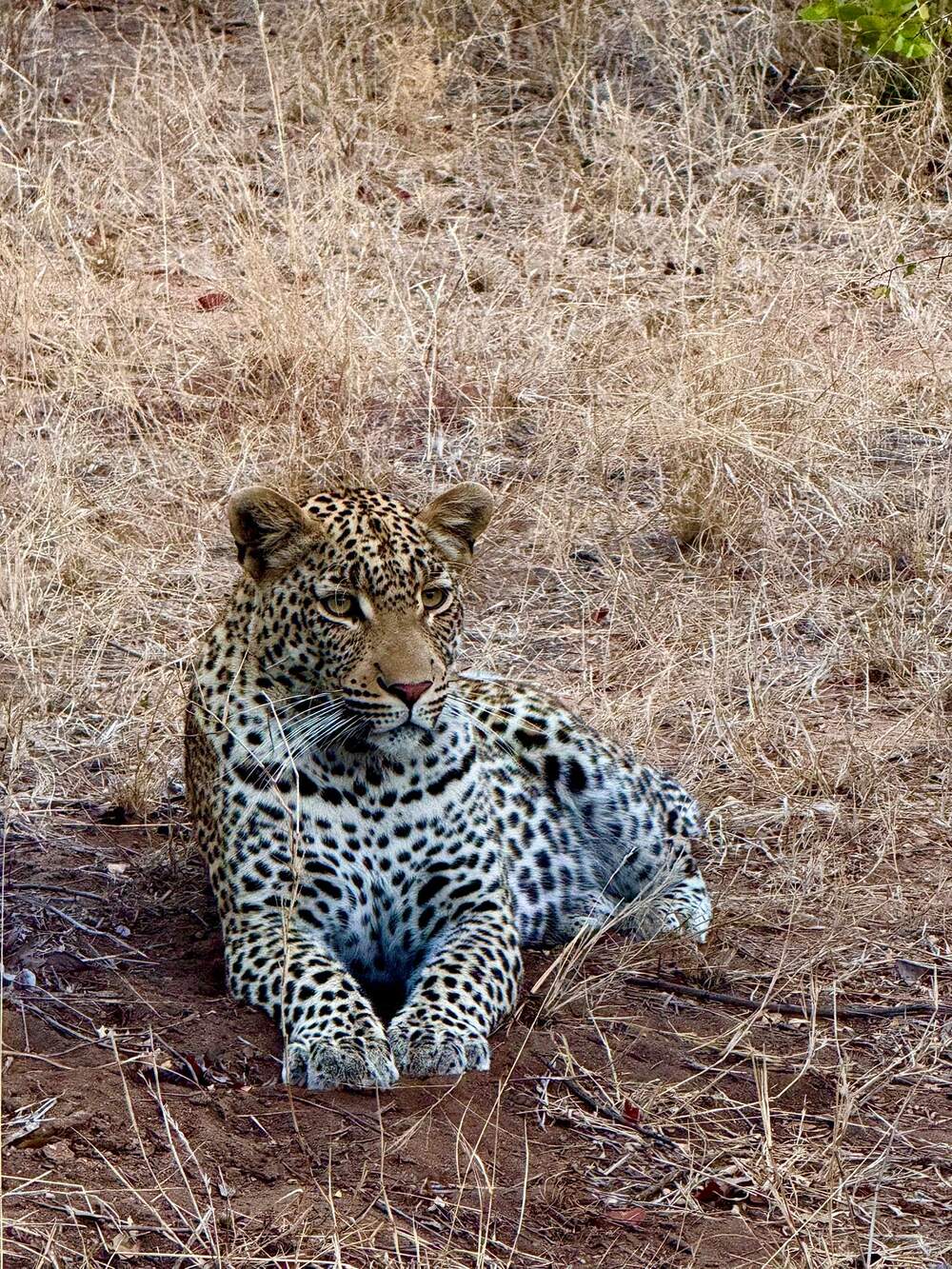 Our consultant Mel arranged this 5-star safari for our guest Emily and her Mom from the US who spent 4 nights in Simbavati Hilltop and took fabulous photos