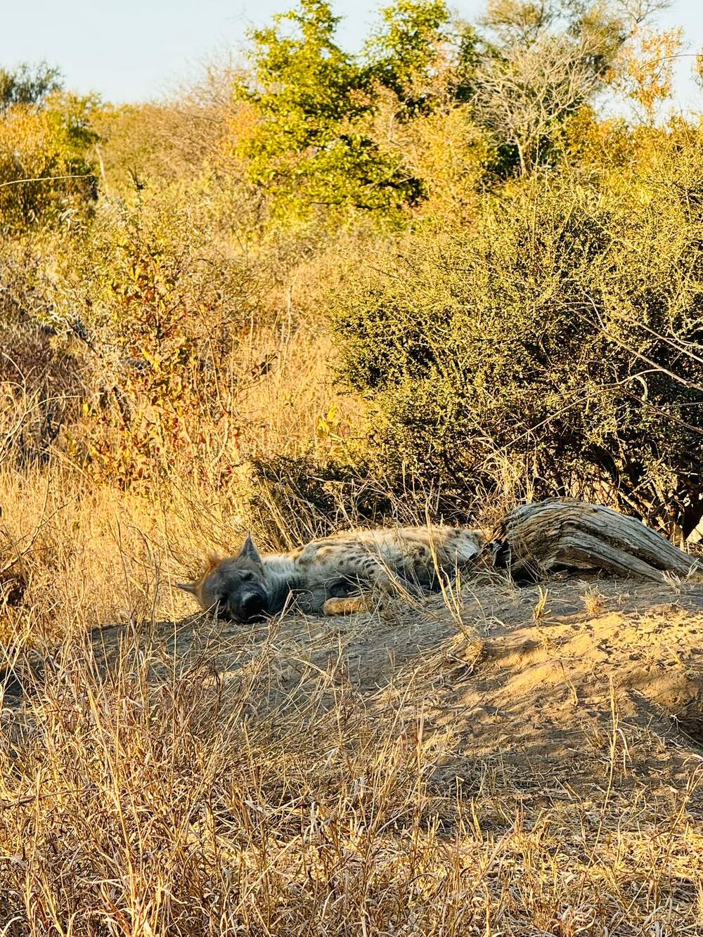 Our consultant Mel arranged this 5-star safari for our guest Emily and her Mom from the US who spent 4 nights in Simbavati Hilltop and took fabulous photos