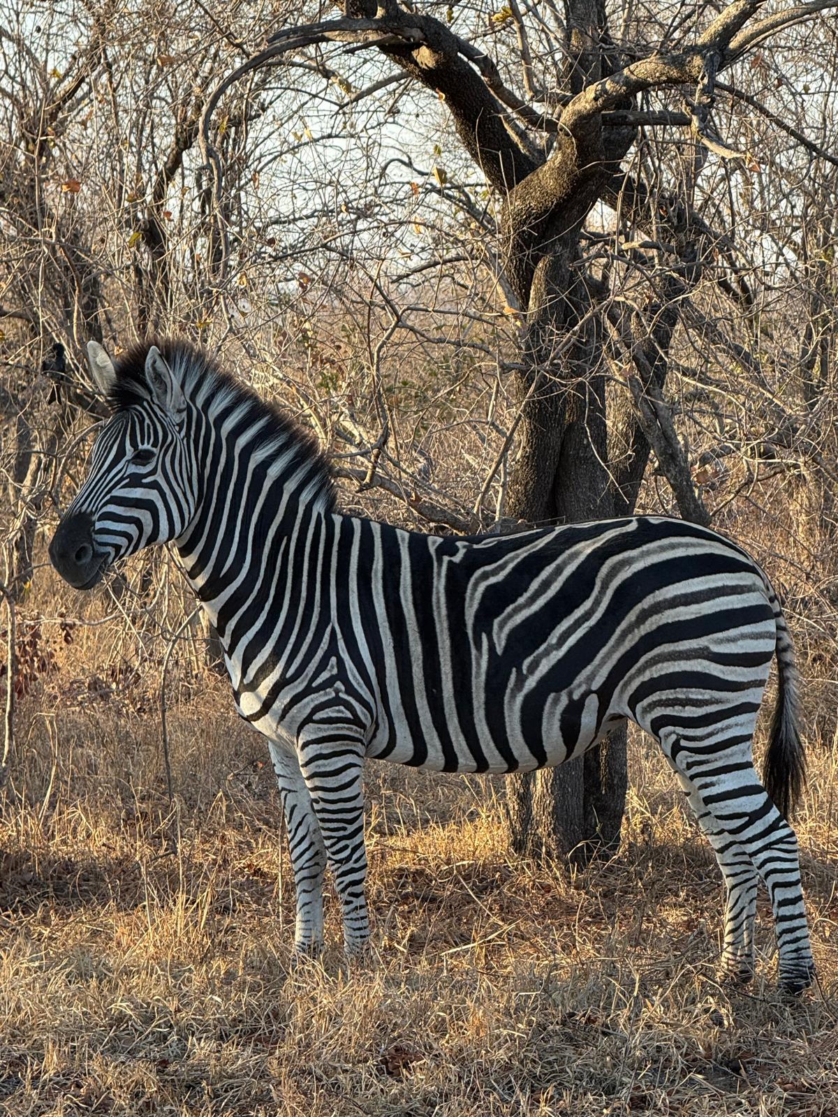 Incredible photos captured by one of our guests during their unforgettable stay in Kapama Private Game Reserve—from the heart of Southern Camp to the luxury of Karula Lodge.
