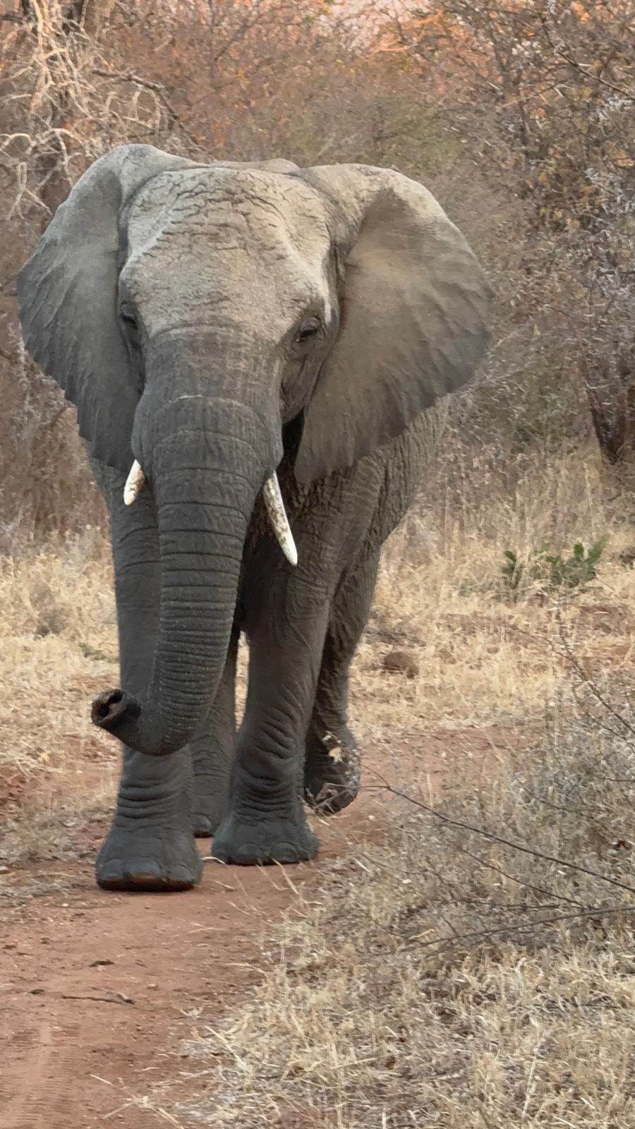 Incredible photos captured by one of our guests during their unforgettable stay in Kapama Private Game Reserve—from the heart of Southern Camp to the luxury of Karula Lodge.