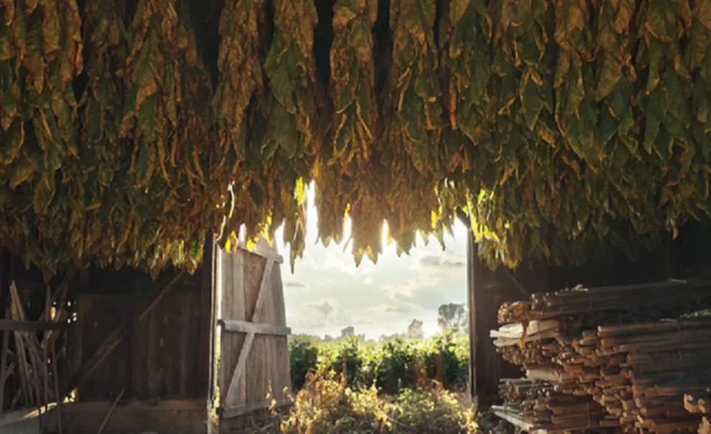High-quality Latakia tobacco leaves