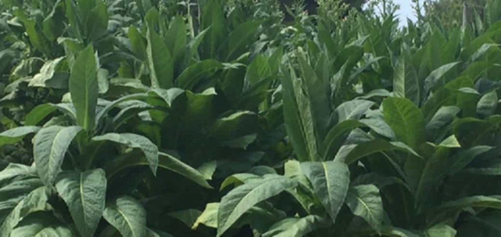 Tobacco plants in the fertile soils of Campania, Italy