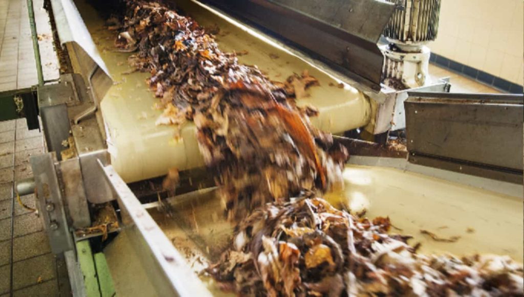Tobacco leaves being processed in a manufacturing plant
